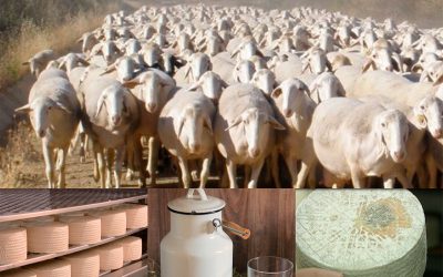 El sector ovino y sus productos en la economía zamorana