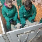Alumnas del curso de Personal Técnico en Ganadería (PETEG) realizando esta semana las prácticas en las ganaderías